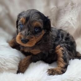Ferrari - Blue merle female Aussiedoodle puppy in North Royalton, Ohio from Johnson's Doodles