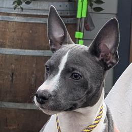 Mastiffs and Rat Terriers from POEM's Haven