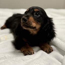 Teddy - Black and tan male Dachshund puppy in Santee, California from roxiesminidoxies1