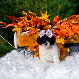 Girl 4 - female Cavapoo puppy in North Carolina from NC Doodle Puppies