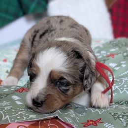 Christmas - Red collar girl - Brown merle female Aussiedoodle puppy in Mc Minnville, Tennessee from WilderAcre