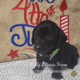 Black Male Smooth Coat Green Collar - Black male Dachshund puppy in Cleveland, Tennessee from Kelly's Doxie Farm