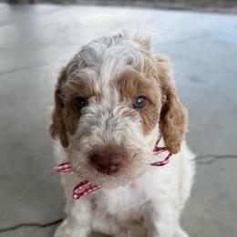 Boy 1 - Parti male Double Doodle puppy in Yoakum, Texas from The Scott’s Dood Ranch