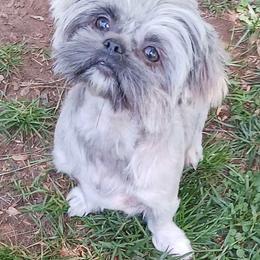 Skylar - Shih Tzu