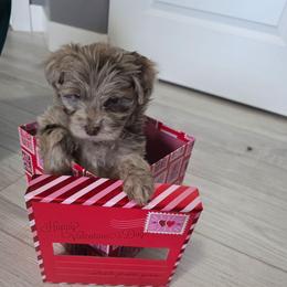 Axel - Red merle male Aussiedoodle puppy in Loveland, Colorado from A&L Ranch Aussiedoodles