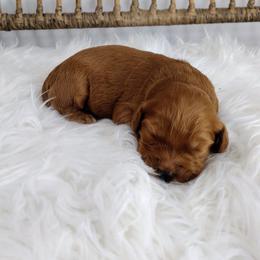 Boy 3 - Apricot male Australian Labradoodle puppy in Harrisonburg, Virginia from Crown Doodles