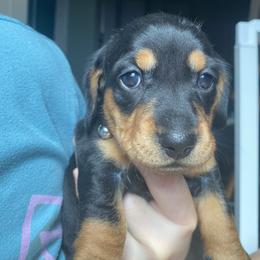 Dachshund Puppies from Desert Dachshunds