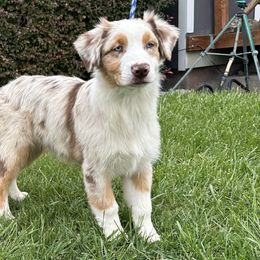 Jack - Red merle male Australian Shepherd puppy in Terrebonne, Oregon from Storybrooke Australian Shepherds