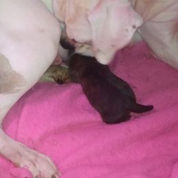 Boxers from Timmies Boxers