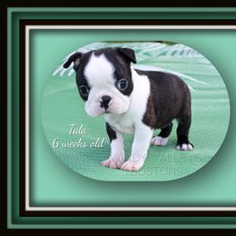 Girl 2-Tala - Black and white male Boston Terrier puppy in North Central, Vermont from Windy Valley’s Bostons
