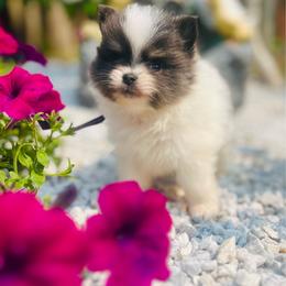 Burberry (Blue and White Tri Parti Female) - Blue parti female Pomeranian puppy in Buck Valley, Pennsylvania from Buck Valley Pomeranians