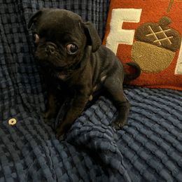 Rascal - Fawn male Pug puppy in Liberty, South Carolina from Garrick’s Precious Pugs