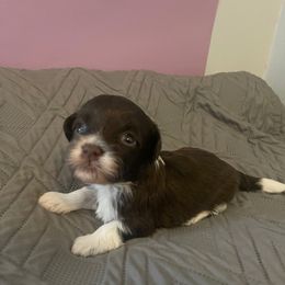 Franky - Chocolate male Havanese puppy in Portage, Indiana from Happiness in Havanese