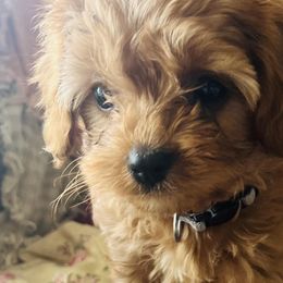 Aussiedoodles, Cavalier King Charles Spaniels, Cavapoos, and Goldendoodles from Harvest Creek