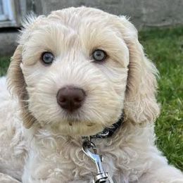 Australian Labradoodles from Spring Valley Australian Labradoodles