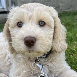 Australian Labradoodles from Spring Valley Australian Labradoodles