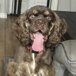 Cocker Spaniel Puppies from K&M crocker Spaniels
