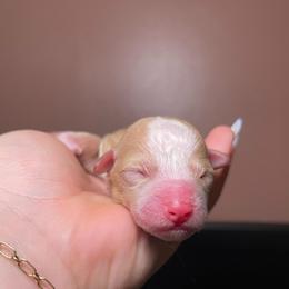 5 - Yellow and white male Bernedoodle puppy in Port Saint Lucie, Florida from Eastside Paws LLC
