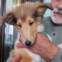 Lord Ragnar - Sable merle and white male Collie puppy in Elmhurst, Illinois from Stacey's Collies