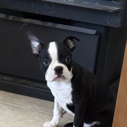 Booth - Black and white male Boston Terrier puppy in Powell Butte, Oregon from RVF Boston Terriers
