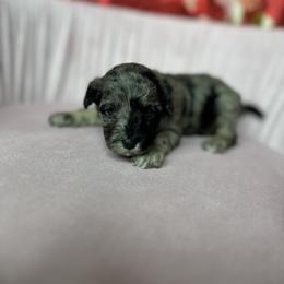 Catherine - Merle female Cavapoo puppy in Thorndale, Texas from Hattie’s Texas Cavapoos