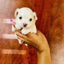 Lilo - White female Maltese puppy in Homestead, Florida from Princess’s Maltese Palace