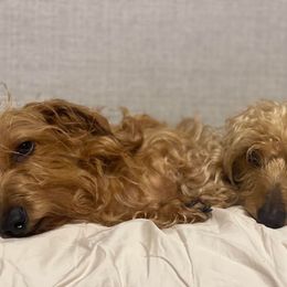 Dachshund All Grown Up from Marilyn's Dachshunds