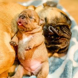 French Bulldog Puppies from Bailey French Bulldogs