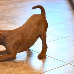 Irish Terrier Puppies from Woodley Meadows