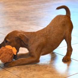 Irish Terrier Puppies from Woodley Meadows