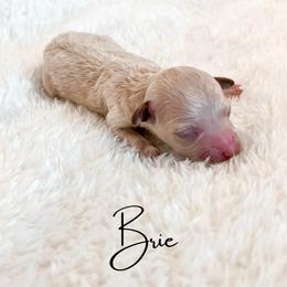 Brie - Cream female Maltipoo puppy in Kula, Hawaii from Toy Poodle & Maltipoo Maui