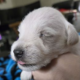 Levi - White male Miniature Schnauzer puppy in Hurst, Texas from SSPuppy - Sophisticated Schnauzers
