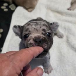 Mini - Tricolors female French Bulldog puppy in Cabool, Missouri from Shannon French Bulldogs