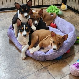 Basenji Puppies from Flutesong Basenjis II