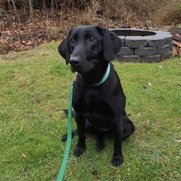 Bang - Labrador Retriever