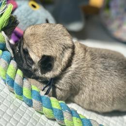 Navy - Fawn male Pug puppy in Baylis, Illinois from Cameo's Pugs