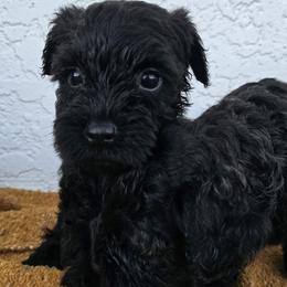 Boy 2 - Black male Miniature Schnauzer puppy in Vista, California from Olympus Schnauzers