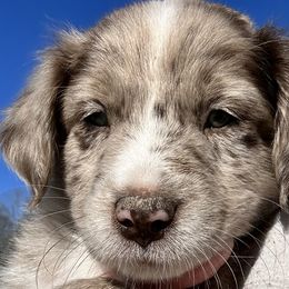 Chanel - Red merle Australian Shepherd puppy in Monroe, North Carolina from Dreamland Aussies & Poodles