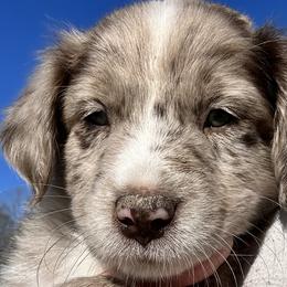 Chanel - Red merle Australian Shepherd puppy in Monroe, North Carolina from Dreamland Aussies & Poodles