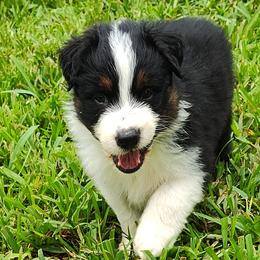 Australian Shepherds from Burning Heart Aussies