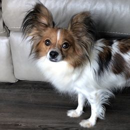 Emma - Papillon