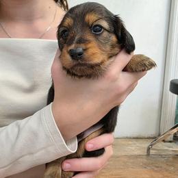 Kirk - Black and tan male Dachshund puppy in Dade City, Florida from Kingpindoxies