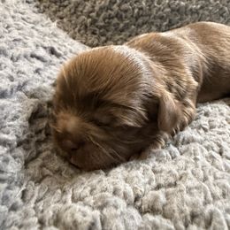 Puck - Liver male Shih Tzu puppy in Ada, Oklahoma from Rollins Farms Shih Tzus