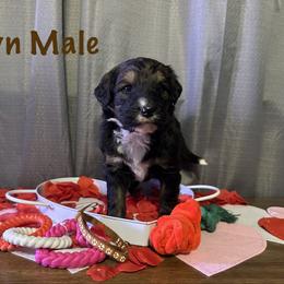 Brown - Tri-color male Bernese Mountain Dog puppy in Delton, Michigan from Rocky Top Acres