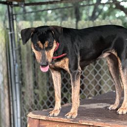 Catahoula Leopard Dog All Grown Up from Lazy 44 Catahoulas