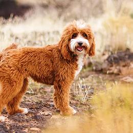 Goldendoodle All Grown Up from Utah Mini Doodles