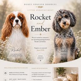 Cavapoo puppies from Duke’s Forever Doodles