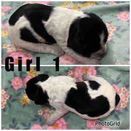 Girl 1 - Black and white female English Springer Spaniel puppy in Freeland, Michigan from McNally's Springer Spaniels