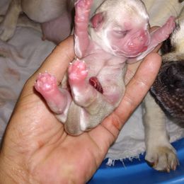 Pug Puppies from Papa and Me Pugs