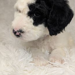 Aussiedoodle, Bernedoodle, Cavapoo, Goldendoodle, Poodle, and Sheepadoodle Puppies from Southern Utah Doodles & Poodles